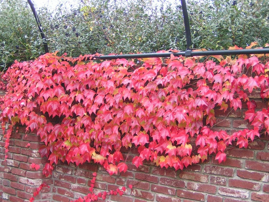 Parthenocissus tricuspidata 'Veitchii' (Vita Canadiana)