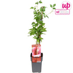 Parthenocissus quinquefolia var. engelmannii (Vita Canadiana)