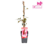 Parthenocissus quinquefolia var. engelmannii (Vita Canadiana)