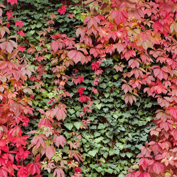 Parthenocissus quinquefolia (Vita Canadiana)