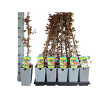 Parthenocissus tricuspidata 'Veitchii' (Vita Canadiana)