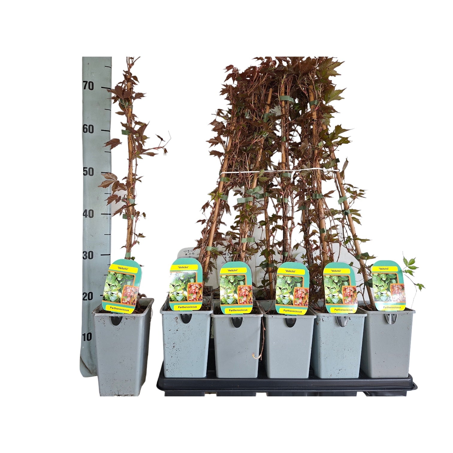 Parthenocissus tricuspidata 'Veitchii' (Vita Canadiana)