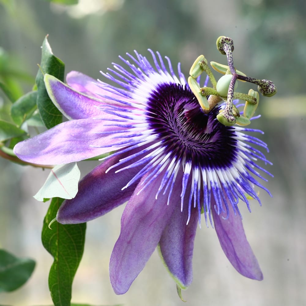 Passiflora 'Betty Miles Young'