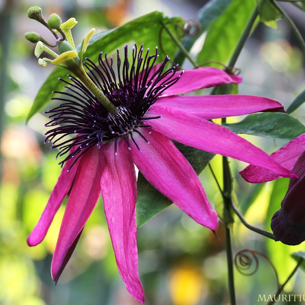 Passiflora 'Pura Vida'