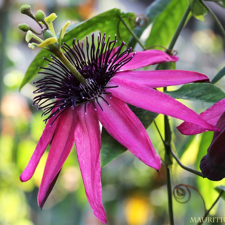 Passiflora 'Pura Vida'