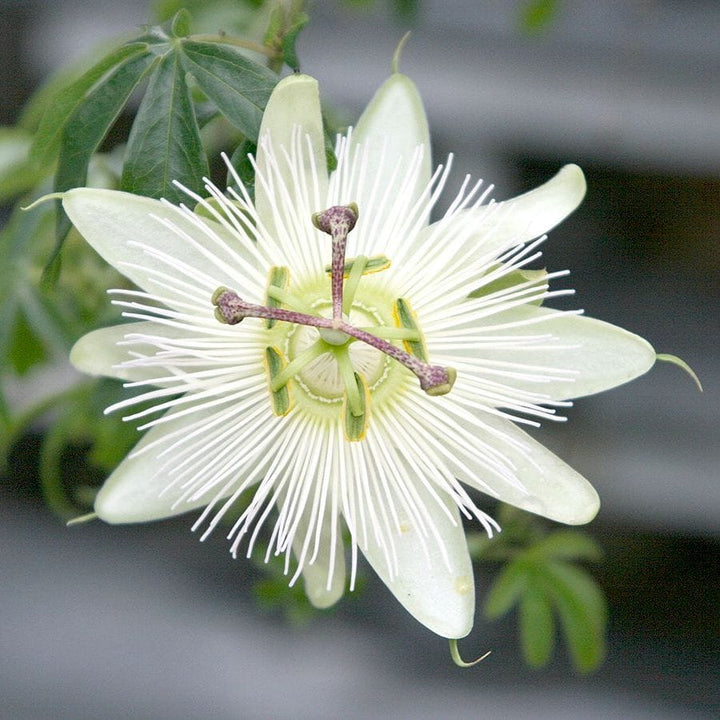 Passiflora caerulea 'Constance Elliott'