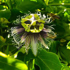 Passiflora edulis 'Purple Giant' (D15cm) - floarea pasiunii (fructe comestibile)
