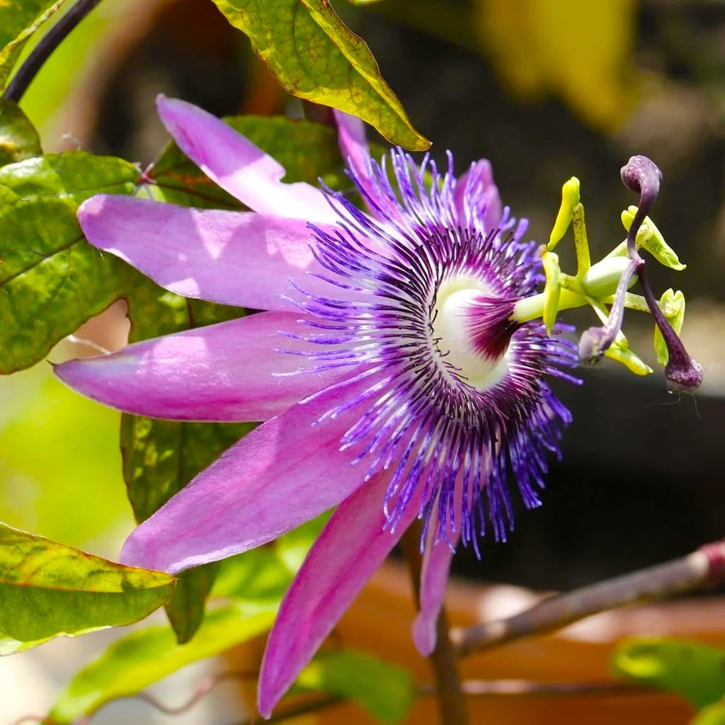 Passiflora 'Lavender Lady' (Passiflora 'Amethyst') - το λουλούδι του πάθους
