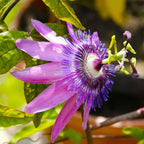 Passiflora 'Amethyst' - floarea pasiunii