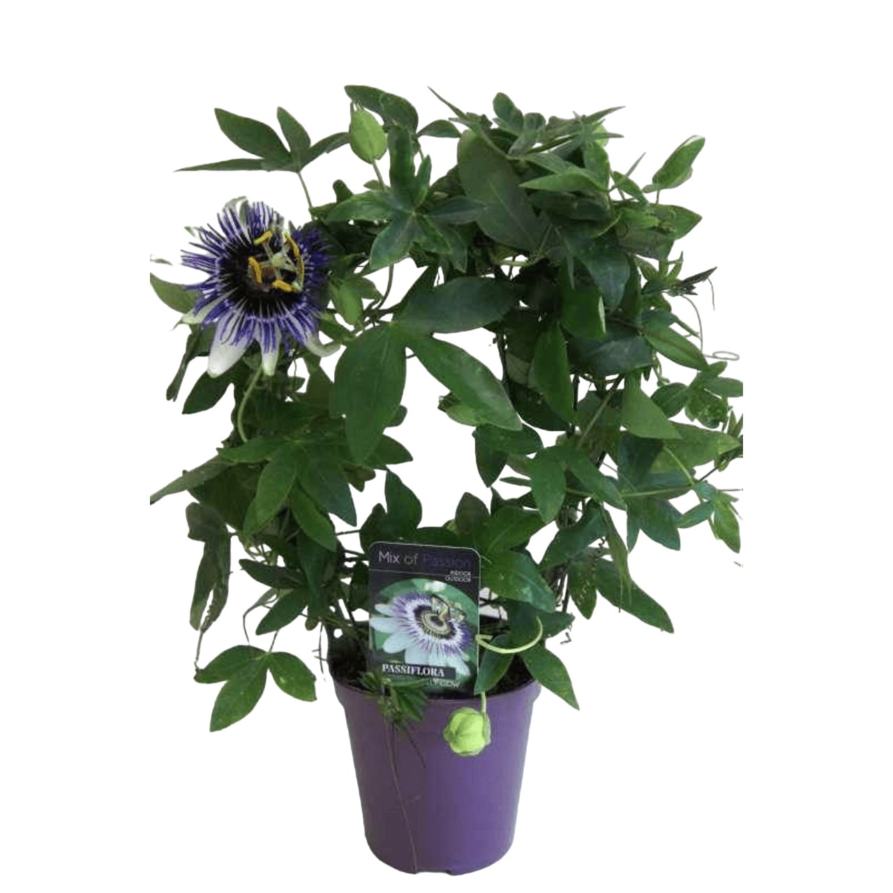 Passiflora 'Damsels Delight' (floarea pasiunii)