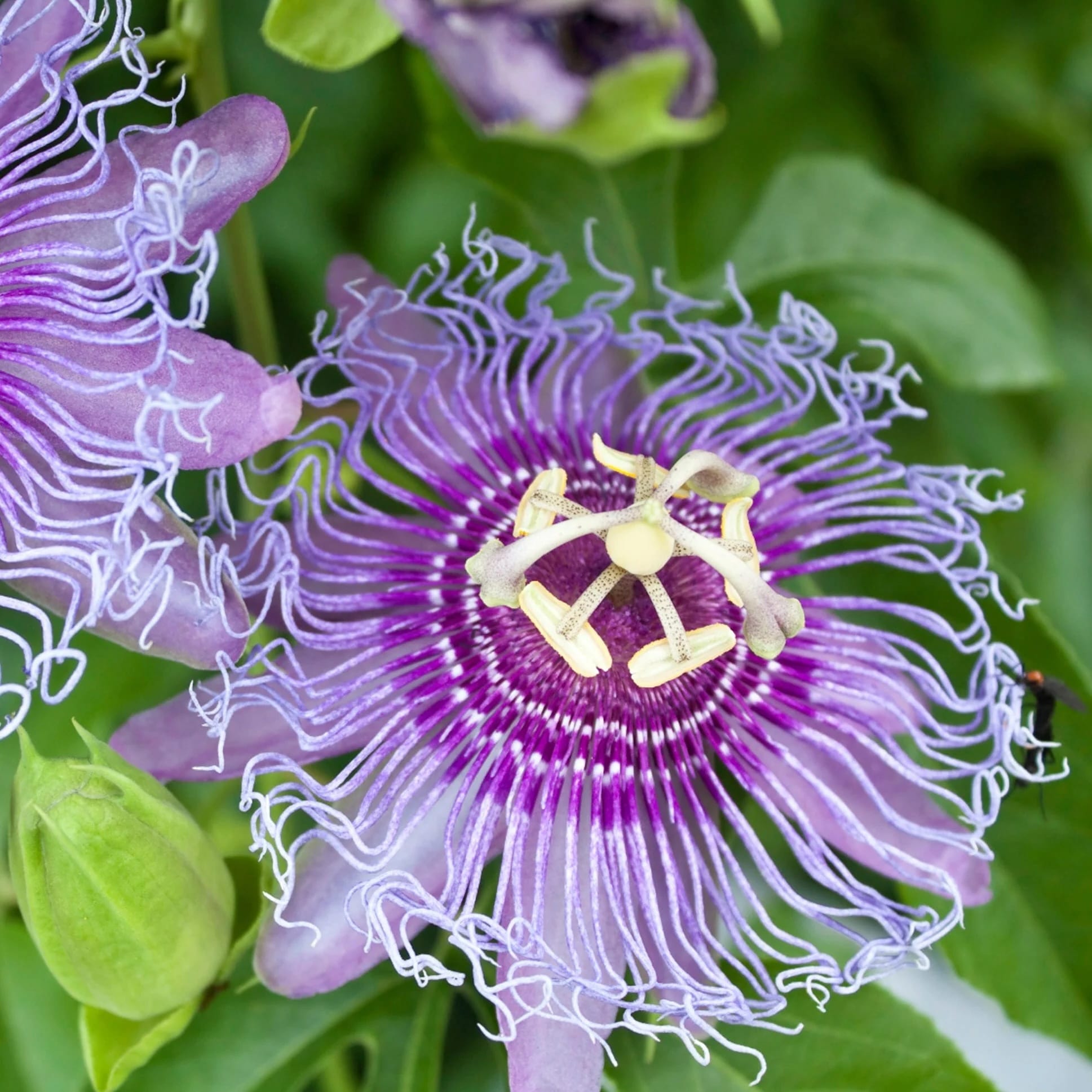 Passiflora incarnata 'Eia Popeia' - rezistenta la frig, fructe comestibile!