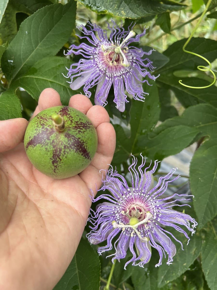 Passiflora incarnata 'Eia Popeia' - rezistenta la frig, fructe comestibile!