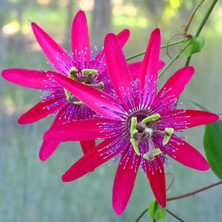 Passiflora 'Pura Vida'