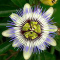 Passiflora caerulea (floarea pasiunii)
