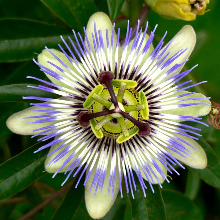 Passiflora caerulea (floarea pasiunii)