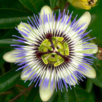 Passiflora caerulea (floarea pasiunii)