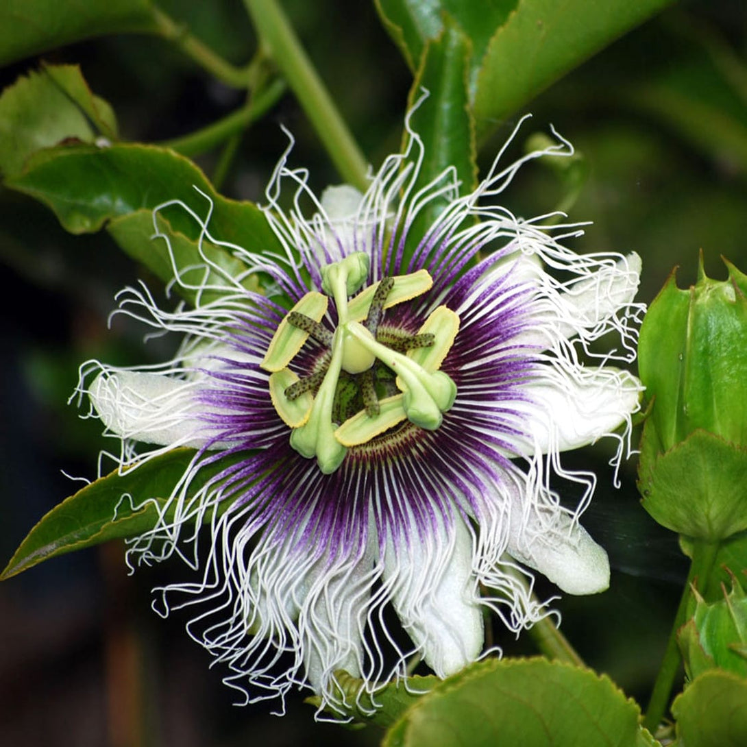 Passiflora edulis 'Purple Giant'