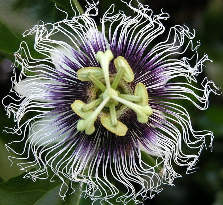 Passiflora edulis - floarea pasiunii, maracuja (fructe comestibile)