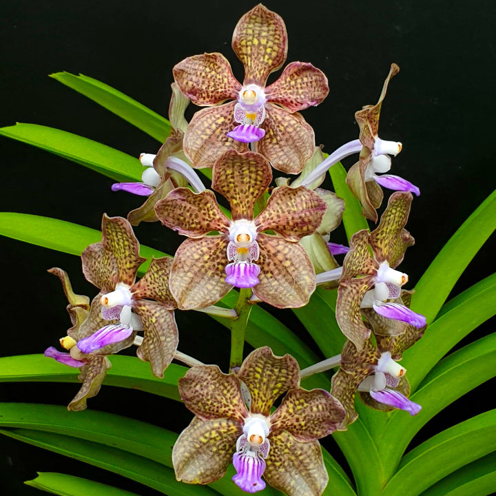 Pda. Mimi Palmer (Pda. Tan Chay Yan × V. tessellata)