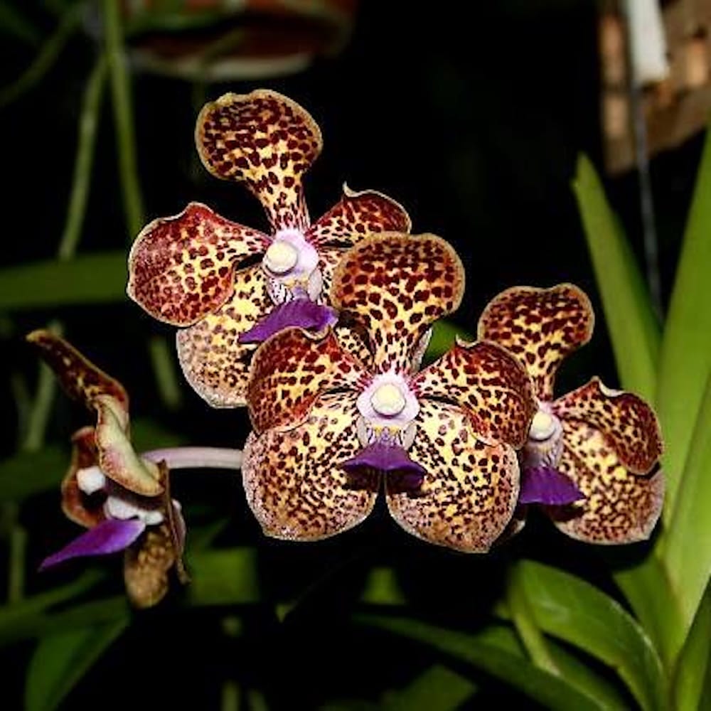Pda. Cindy Banks (Papilionanda Mimi Palmer × Vanda luzonica)