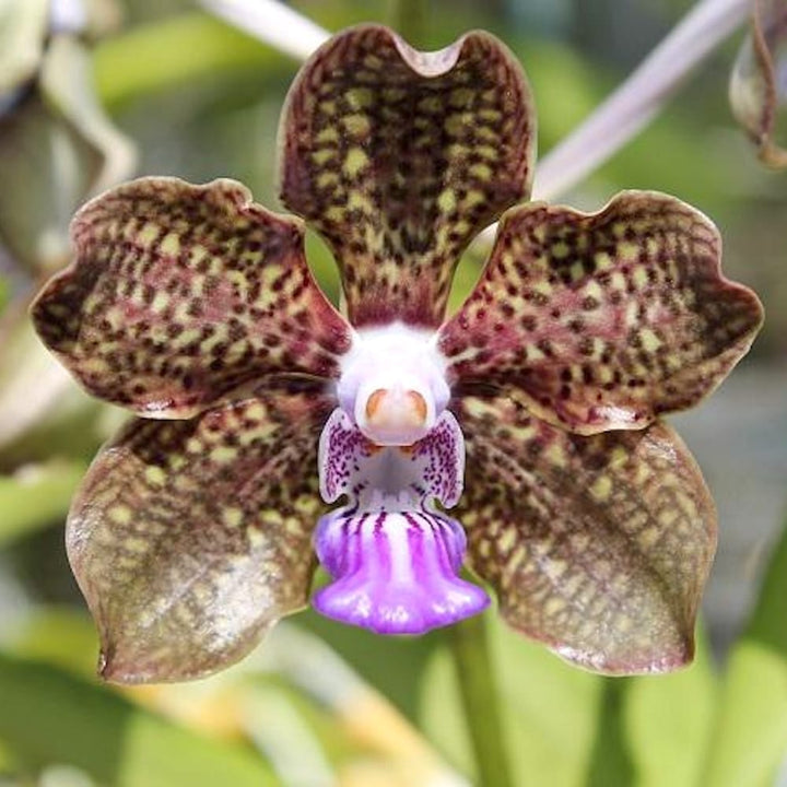 Pda. Mimi Palmer (Pda. Tan Chay Yan × V. tessellata)