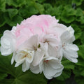 Muscata trandafir - Pelargonium Royal Rosebud 'Prinsesse Karla'