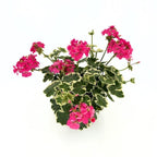 Pelargonium crispum 'Variegatum' (syn. 'Prince Rupert')