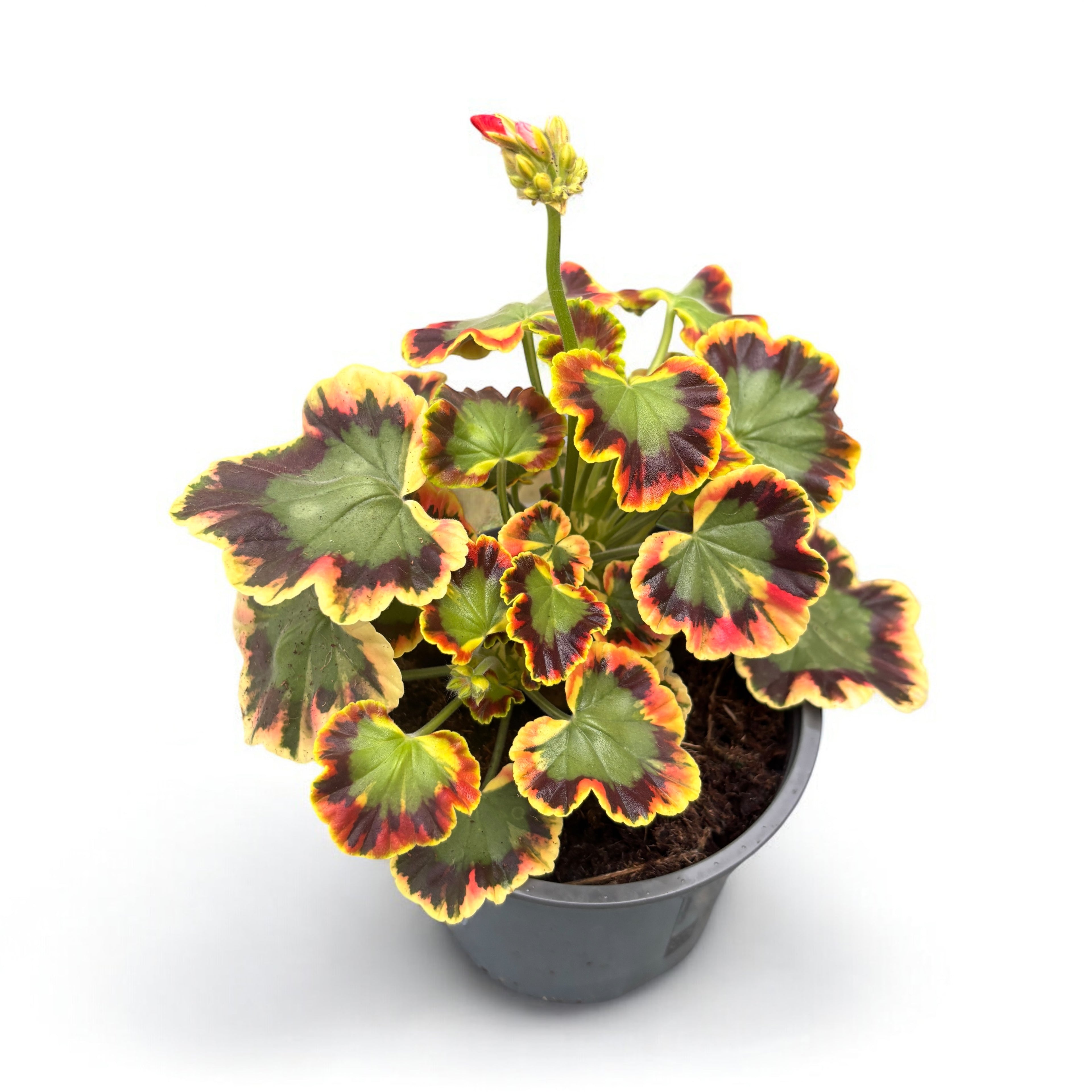 Pelargonium ‘Contrast’ (muscate cu frunze colorate)