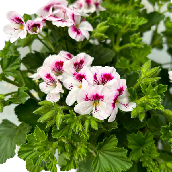 Muscate antitantari parfumate - Pelargonium 'Lizzy' (Anti-Mosquito)