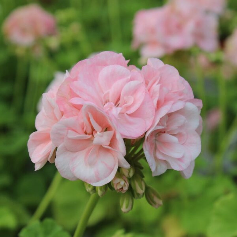 Muscata trandafir - Pelargonium Royal Rosebud ‘Dronning Ingrid’