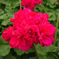 Muscata trandafir - Pelargonium Royal Rosebud 'Dr. Margrethe'