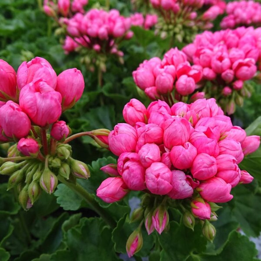 Muscata trandafir - Pelargonium Royal Rosebud 'Pink Pandora'