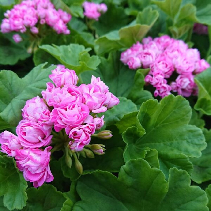 Muscata trandafir - Pelargonium Royal Rosebud 'Prinsesse Filippa'