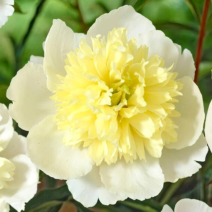 Paeonia lactiflora 'Primevere'