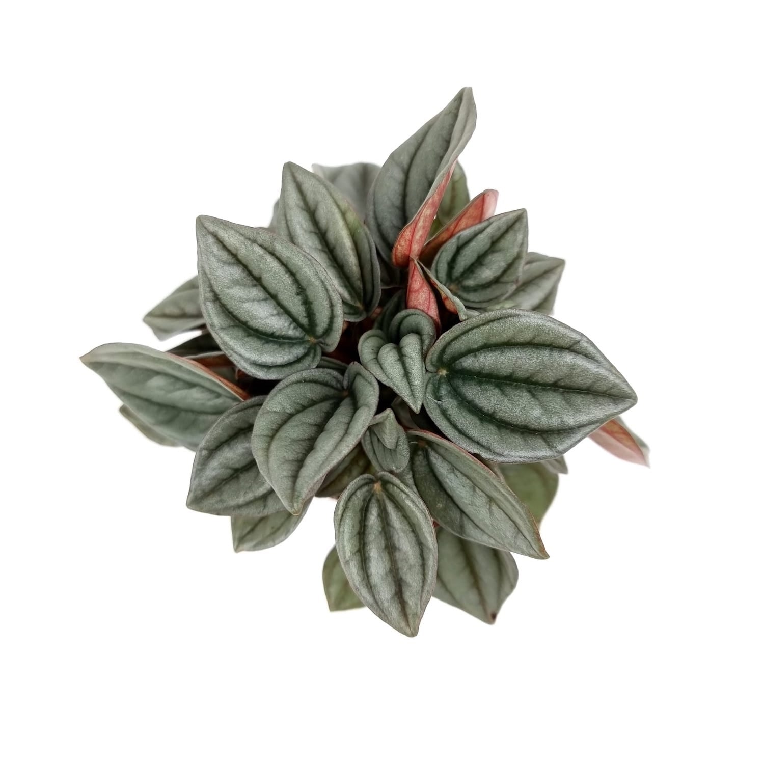 Peperomia 'Napoli Nights'