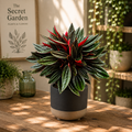 Peperomia caperata 'Eden Rosso' - frunze verzi si revers rosu