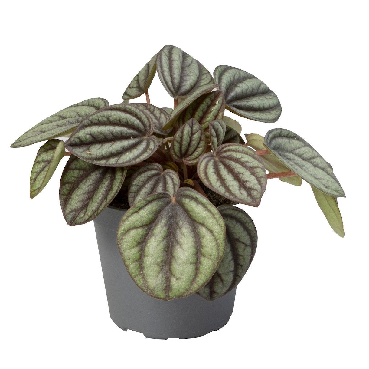 Peperomia albovittata 'Piccolo Banda' babyplant