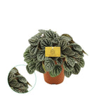 Peperomia caperata Burbella