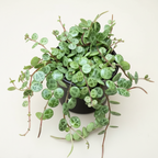 Peperomia prostrata Baby Plant – String of Turtles, miniatúrna previsnutá rastlina
