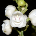 Peristeria elata (Orchidea dello Spirito Santo)