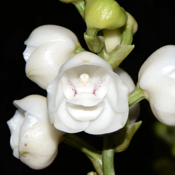 Peristeria elata (Holy Ghost Orchid)