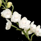 Peristeria elata (Orchidea dello Spirito Santo)