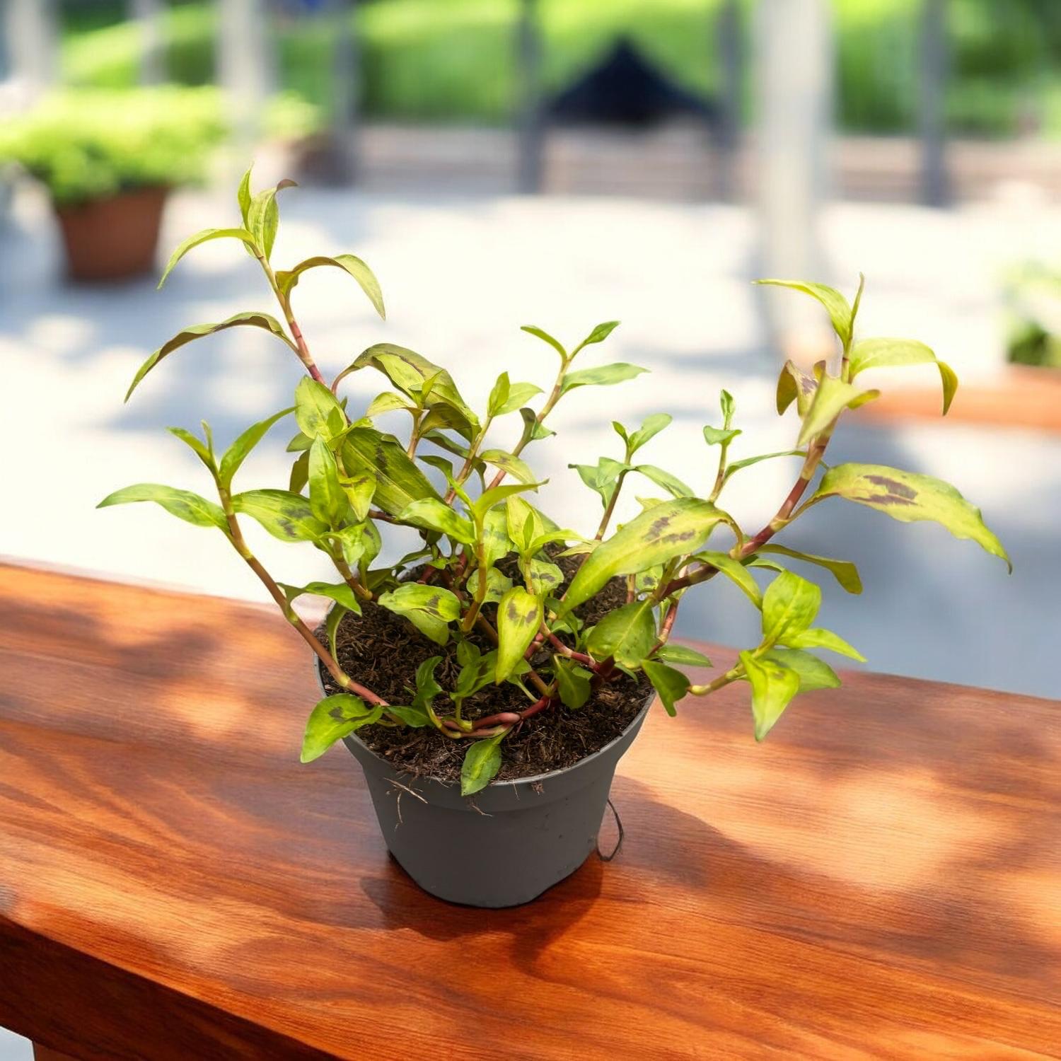 Persicaria odorata (Vietnamese coriander)