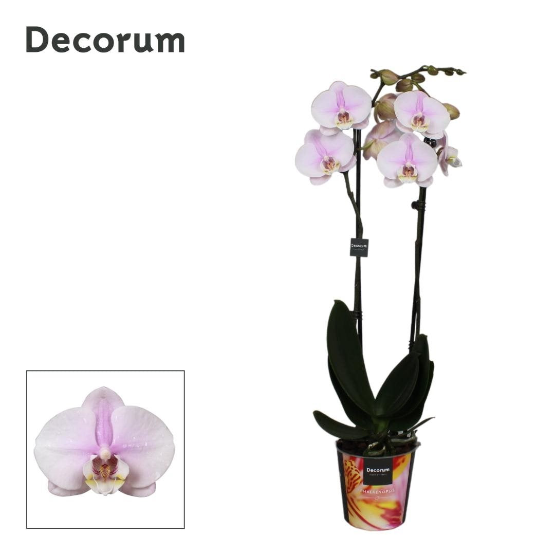 Phalaenopsis Mellowstar