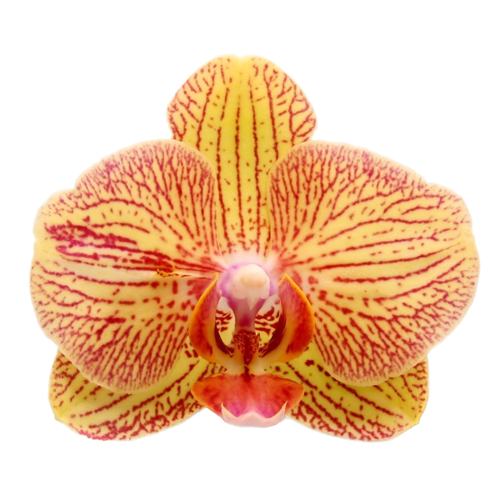 Phalaenopsis Noć pada ljubavi