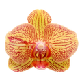 Phalaenopsis Éjszakai Szerelme