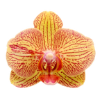 Phalaenopsis Éjszakai Szerelme