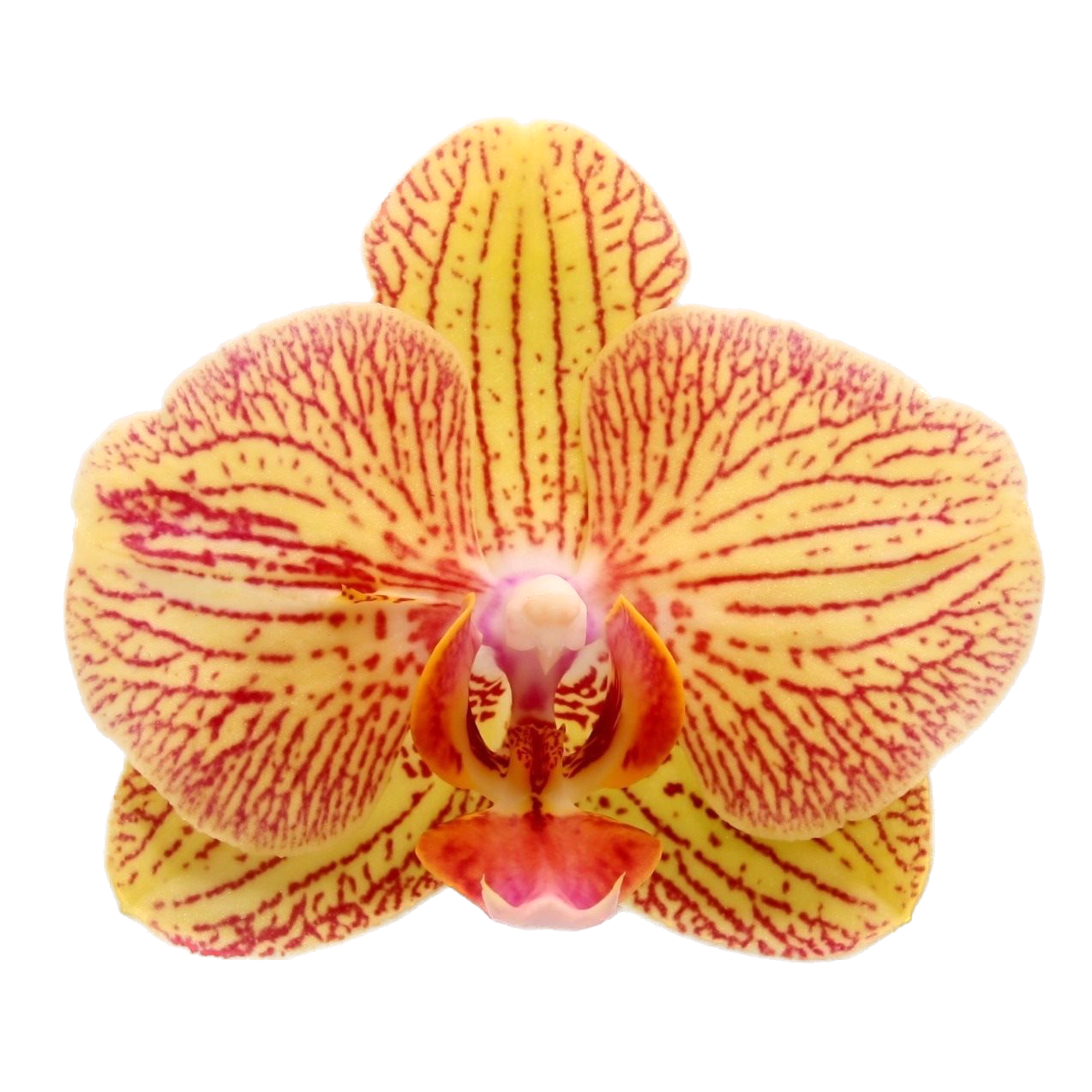 Phalaenopsis Nightfall of Love