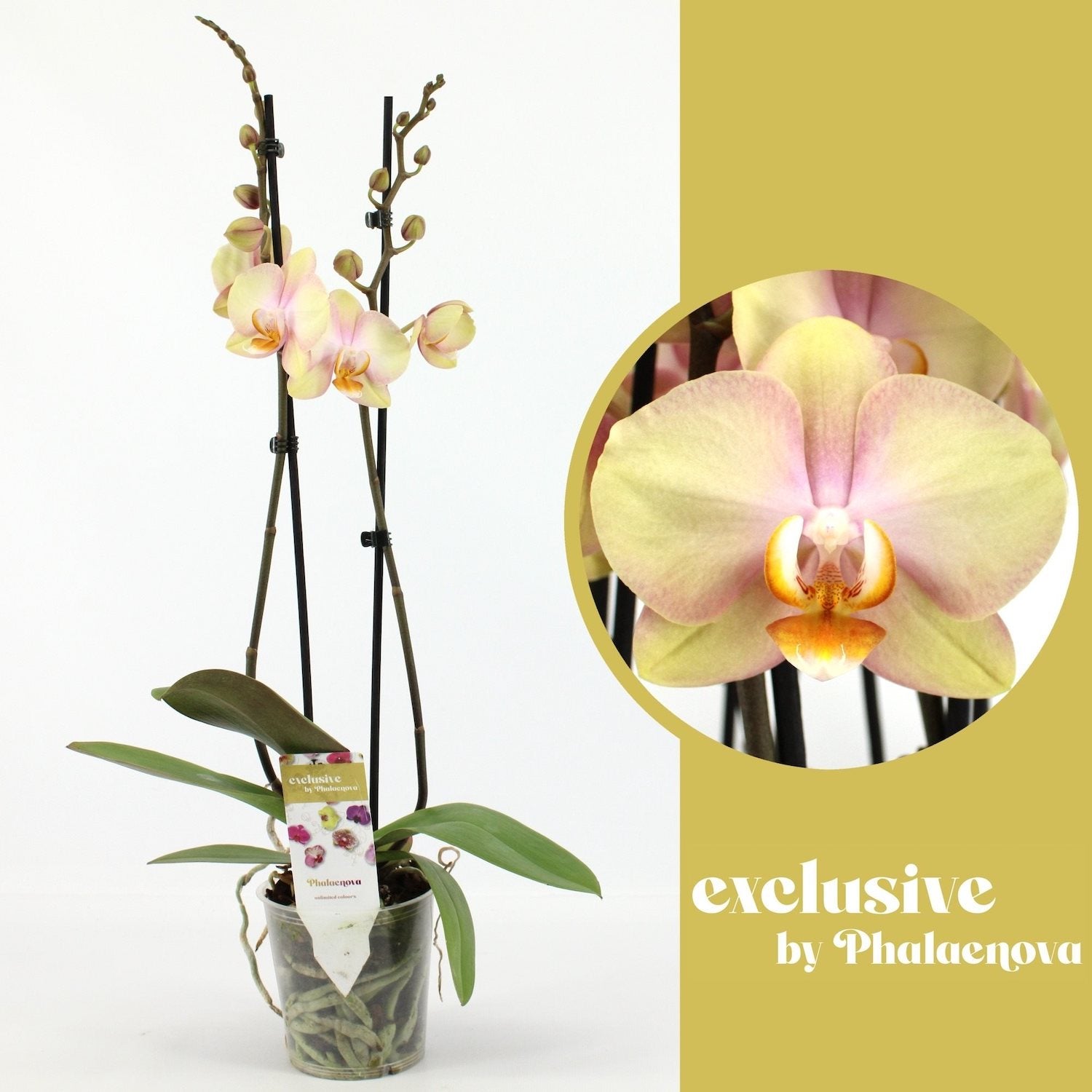 Phalaenopsis Sparks