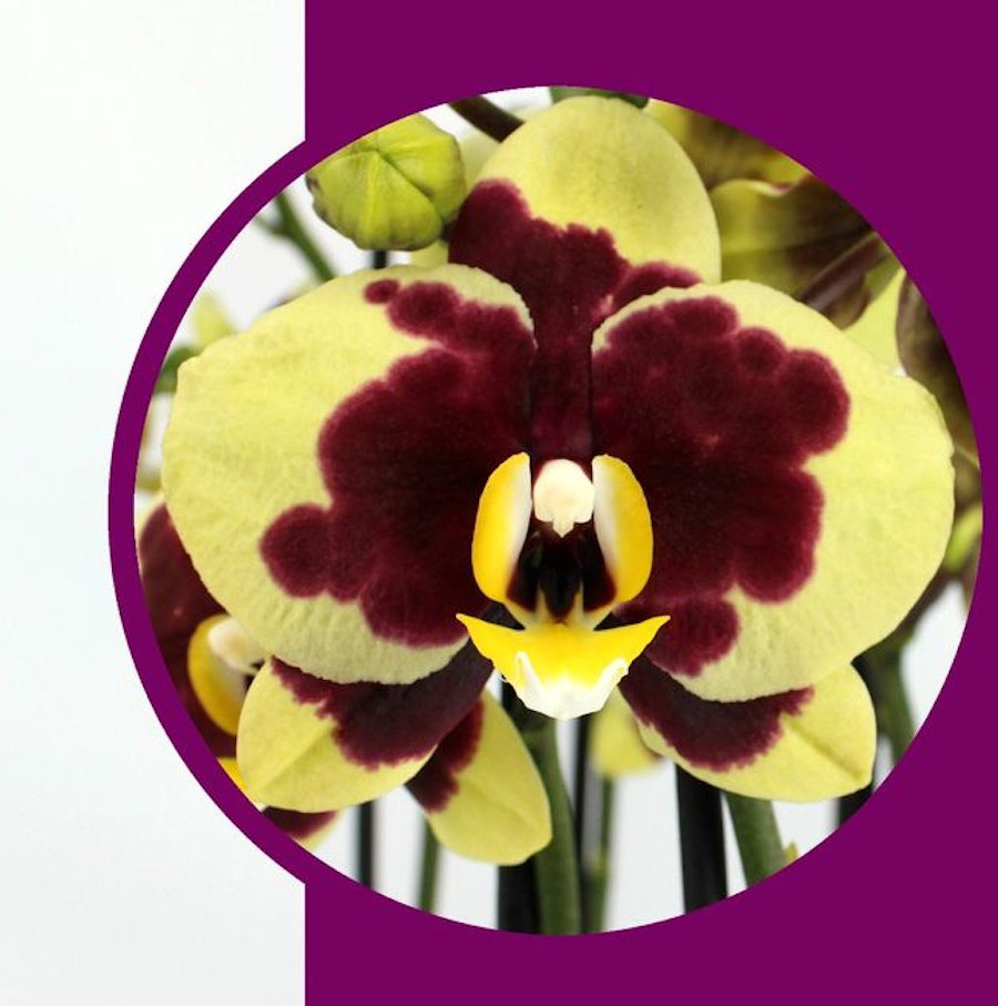 Phalaenopsis Gelbe Kuh
